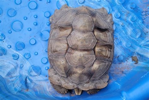 frank the tank tortoise|giant tortoise reptile.